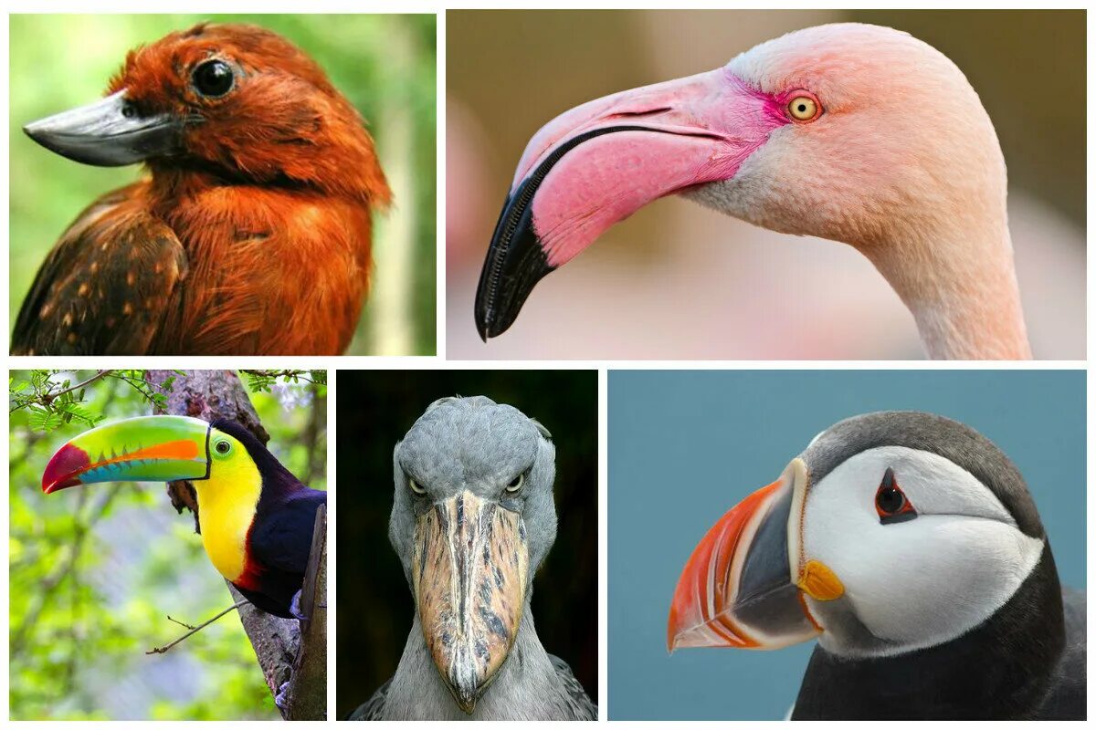 Разнообразие клювов. Клювы птиц. Разная форма клювов. Различные клювы у птиц.