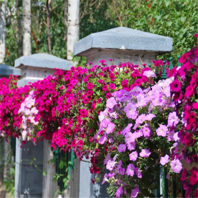 Петунья Калифорния. Петунья ночная красавица. Blooming Garden петунии. Петуния Оля.