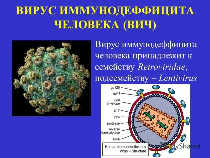 Спид вызван вирусом. Вирус иммунодефицита человека (Human Immunodeficiency virus). Структура вируса ВИЧ. Вирус иммунодефицита человека строение под микроскопом. Строение вириона ВИЧ.