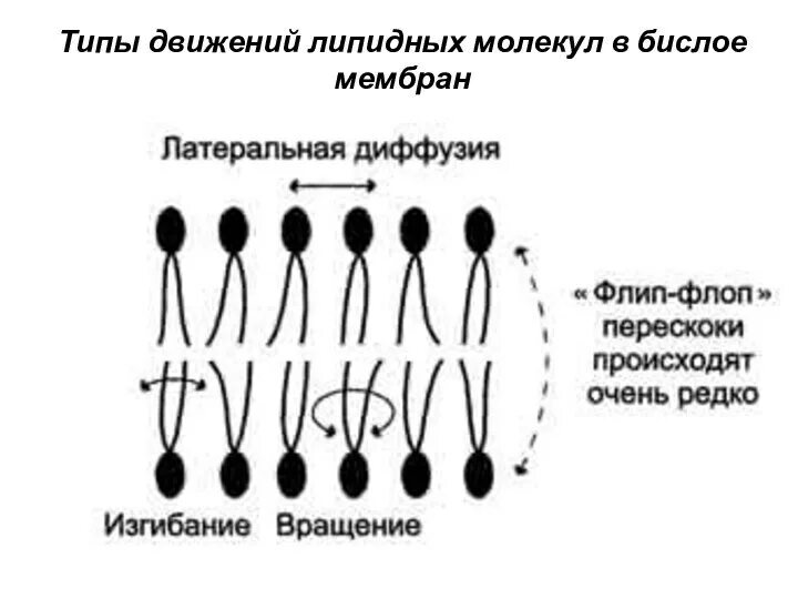Диффузия липидов. Движение фосфолипидов в мембране. латеральная и флип флоп диффузия. типы движений липидных молекул в бислое мембран.. диффузия липидных молекул в мембранах латеральная флип флоп.