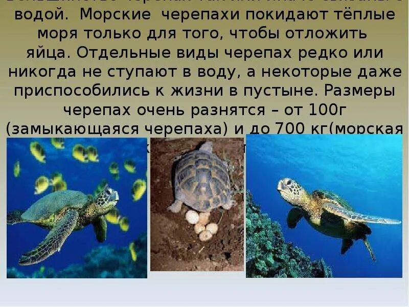 Информация про зеленую морскую черепаху