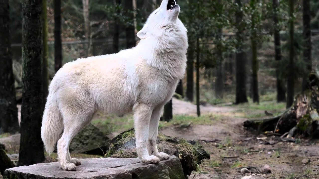Самый главный волк. Полярный волк. Большой Полярный волк. Эльгяйский музей полярного волка. Белый волк.