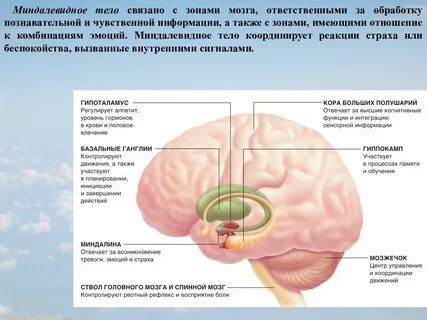 Орган отвечающий за обработку информации
