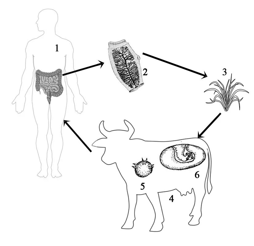 Цикле развития ленточных червей. Цикле развития ленточных червей