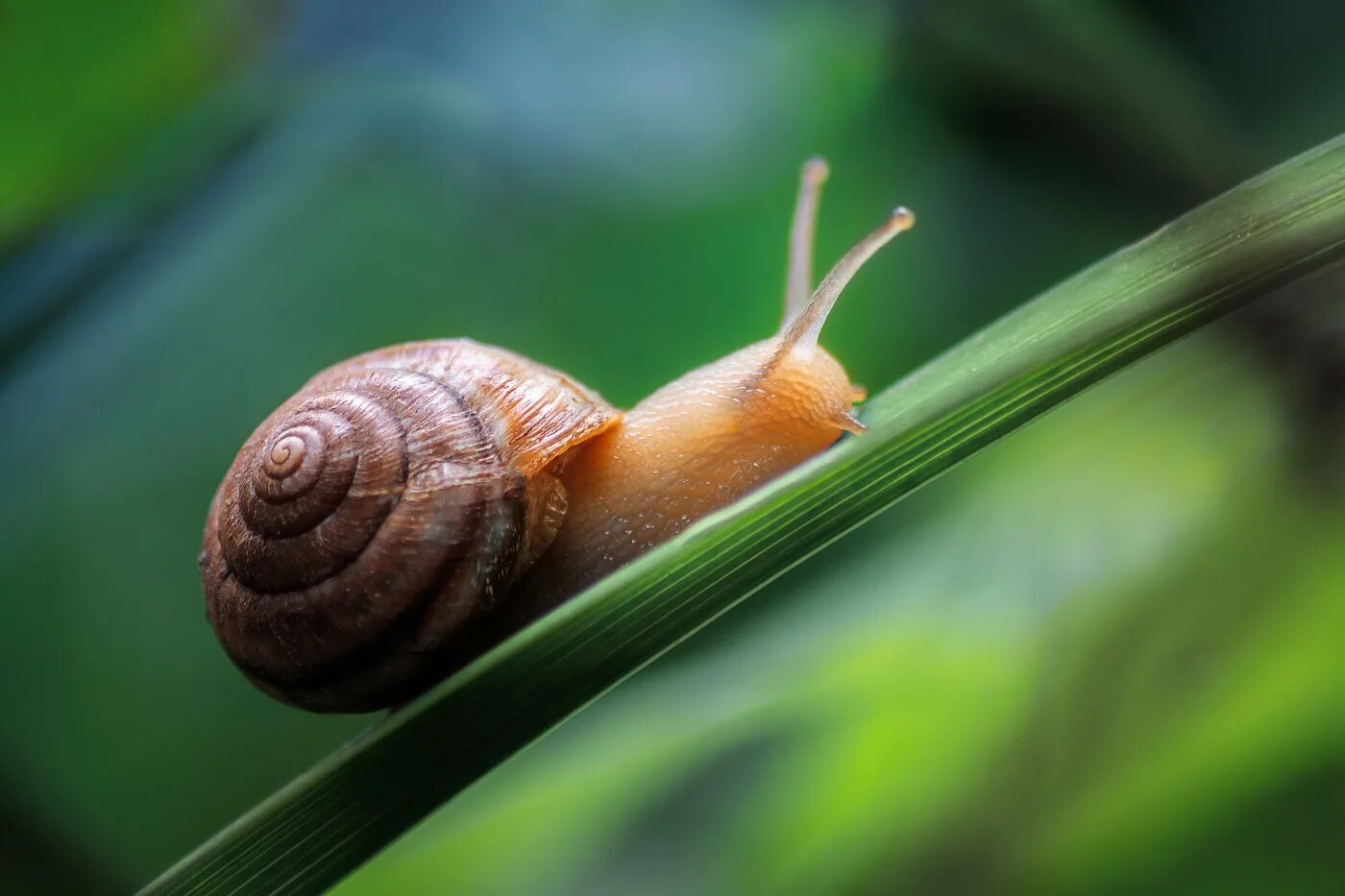 сухопутные улитки. улитка виды и названия. улитка водорослеед. улитка виды и названия. улитка аквариумная ампулярия.