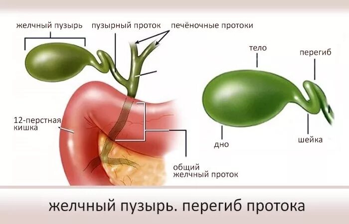 Эхо признаки желчного пузыря. Перегиб протока желчного пузыря. Перегиб желчного пузыря и норма. Нормальный желчный пузырь и с перегибом. Желчный пузырь человека с перегибами.