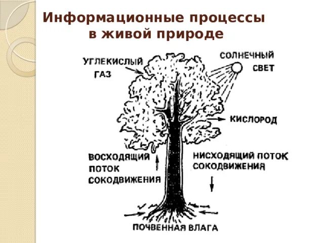 Информационные процессы в растительном мире. Информационные процессы в живой природе. процессы живой природы. примеры информационных процессов в живой природе. информационный процесс в живой.