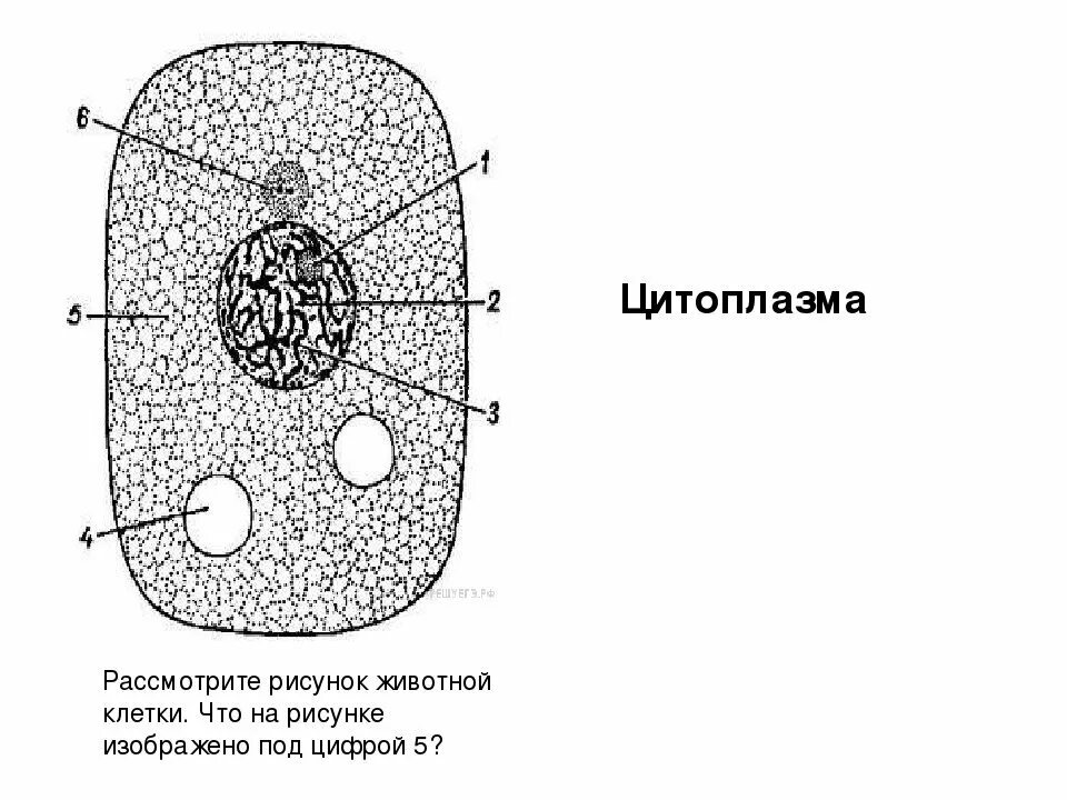 Цитоплазма рисунок. Схема строения цитоплазмы клетки. Строение цитоплазмы рисунок с подписями. Рисунок цитоплазмы клетки. Строение цитоплазмы животной клетки.