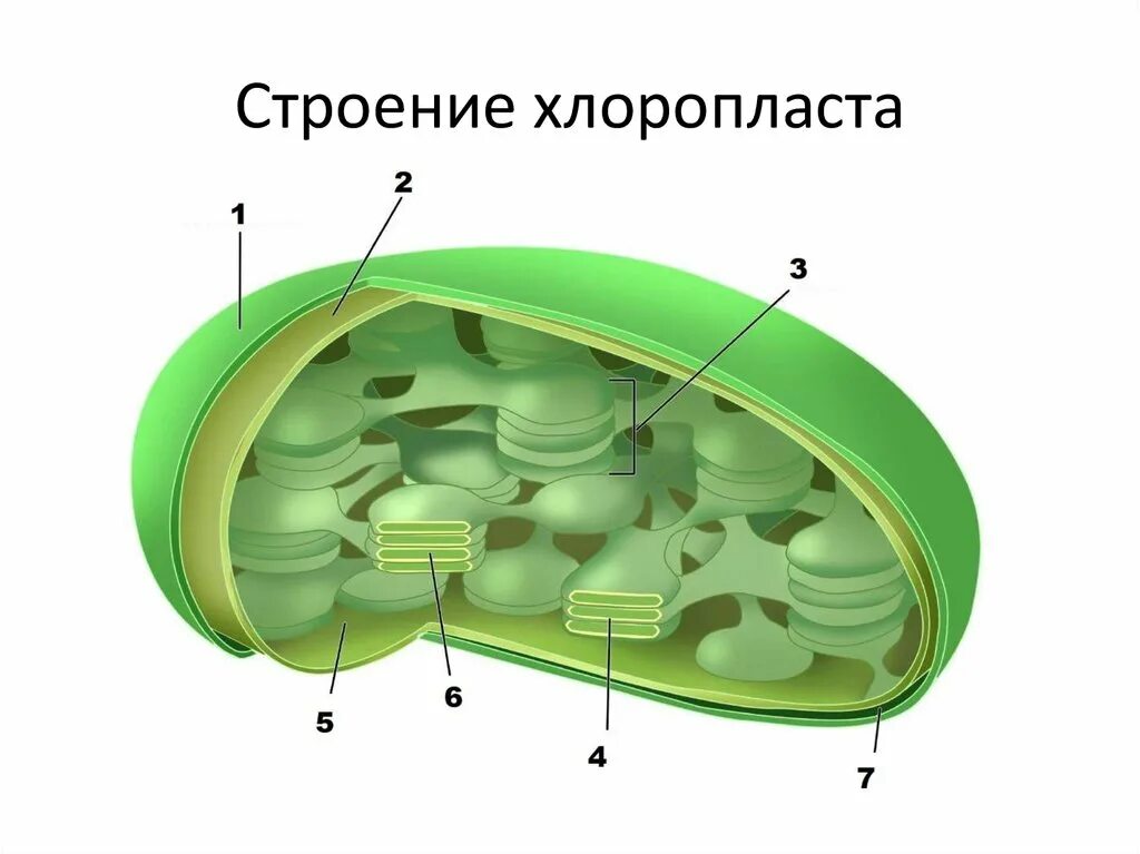 Мембрана хлоропласта строение. Строение хлоропласта 3д. Строение хлоропласта без подписей. Строение тилакоиды хлоропластов. Строение хлоропласта рисунок.