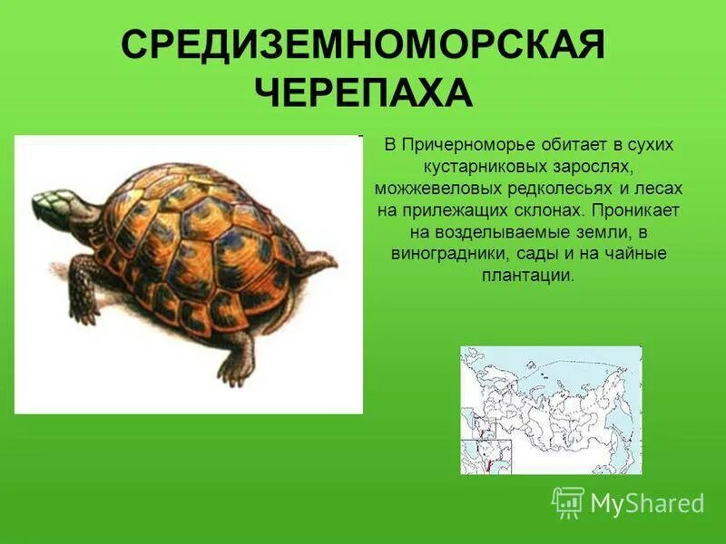 Болотная черепаха ареал обитания. Черепаха из красной книги. Красная книга о черепахе. Слоновая черепаха снизу. Болотная зеленая черепаха.