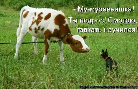 Вы вместо ты