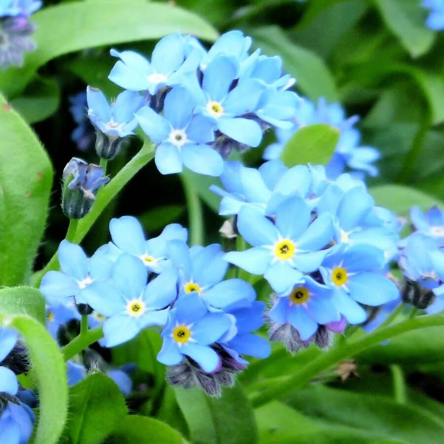 Маленькие цветочки. Незабудка чекановского myosotis czekanowskii. Альпийская незабудка блу болл. Незабудка песчаная. Цветы незабудки.