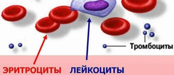 Установите соответствие между эритроциты и лейкоциты. Кровь эритроциты лейкоциты тромбоциты. клетки крови эритроциты лейкоциты тромбоциты рисунок. показатели эритроциты лейкоциты тромбоциты. кровяные тельца в крови тромбоциты эритроциты.