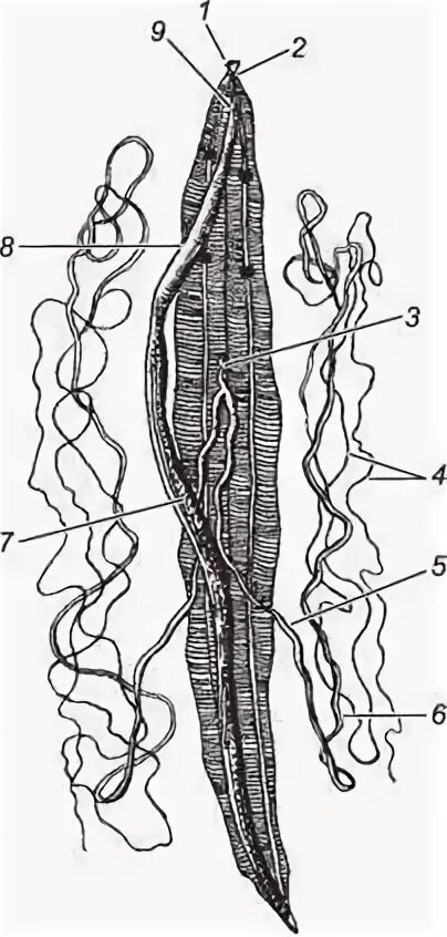 Сквозной кишечник у червей
