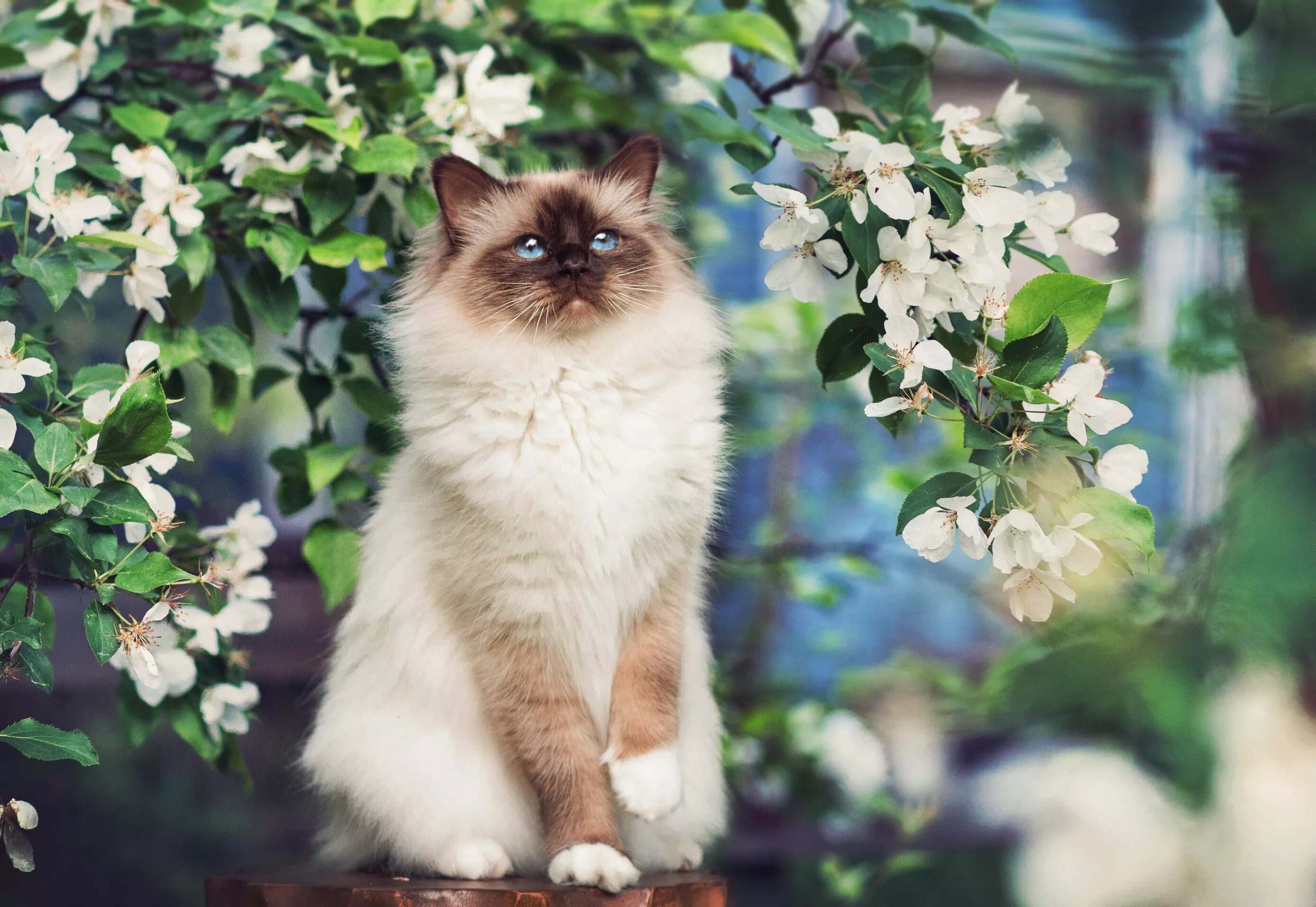 Spring cat show. Сиамский кот длинношерстный. Весенние коты. Кошки весной. Кот в цветущих деревьях.