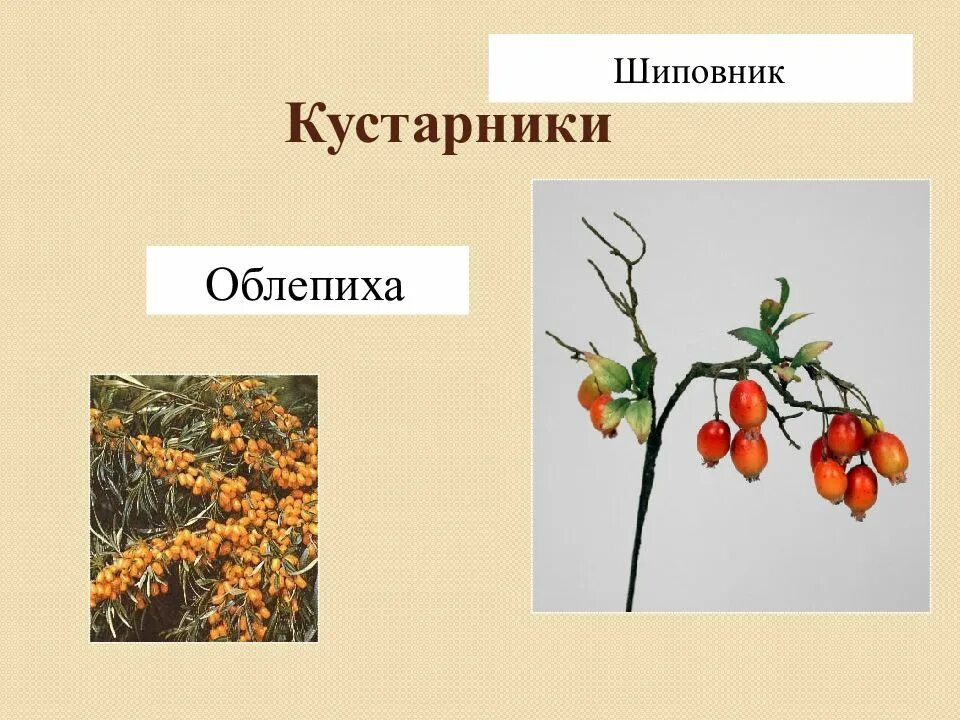 Выберите кустарнички