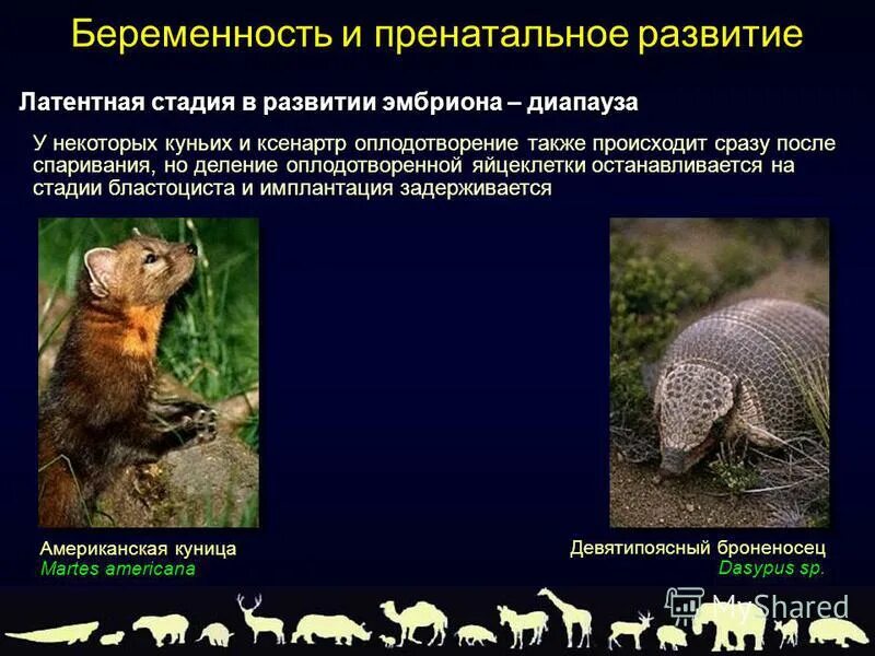 Класс млекопитающие тест. Тест по биологии 7 класс млекопитающие. Тест по теме млекопитающие. Контрольная работа по биологии 7 класс птицы и млекопитающие. Класс млекопитающие тесты.