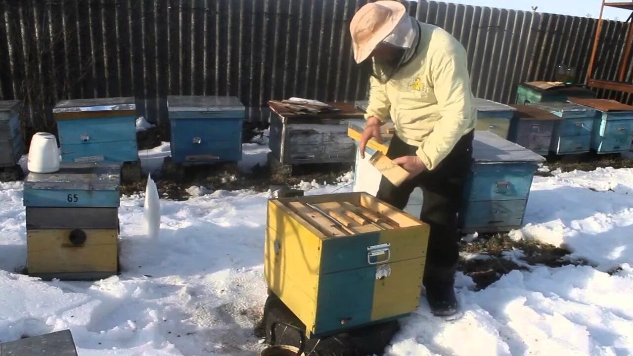Пасека зимой на улице. Зимовка пчел. Пчеловоды зимой. Зимовка пчел на улице. Купить пчелосемьи в 2024 году