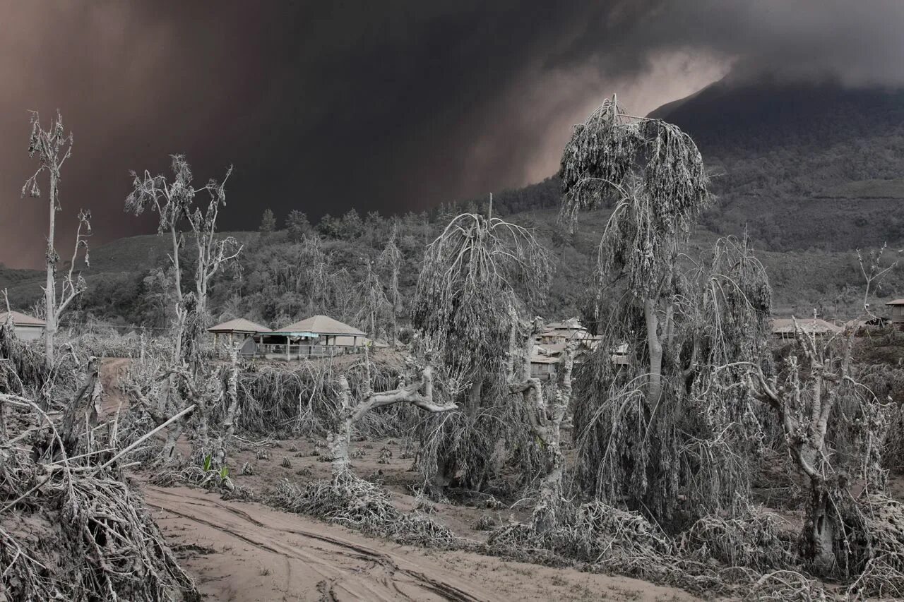 Плед под дерево. Леса легкие планеты. Земля покрывало и деревья. Снег поле. Земля с травой.