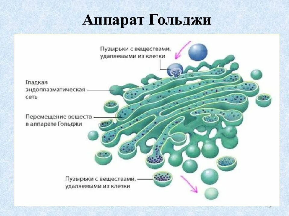 Какие мембранные структуры образует аппарат гольджи. Органелла аппарат Гольджи. Аппарат Гольджи строение. Мембрана аппарата Гольджи.