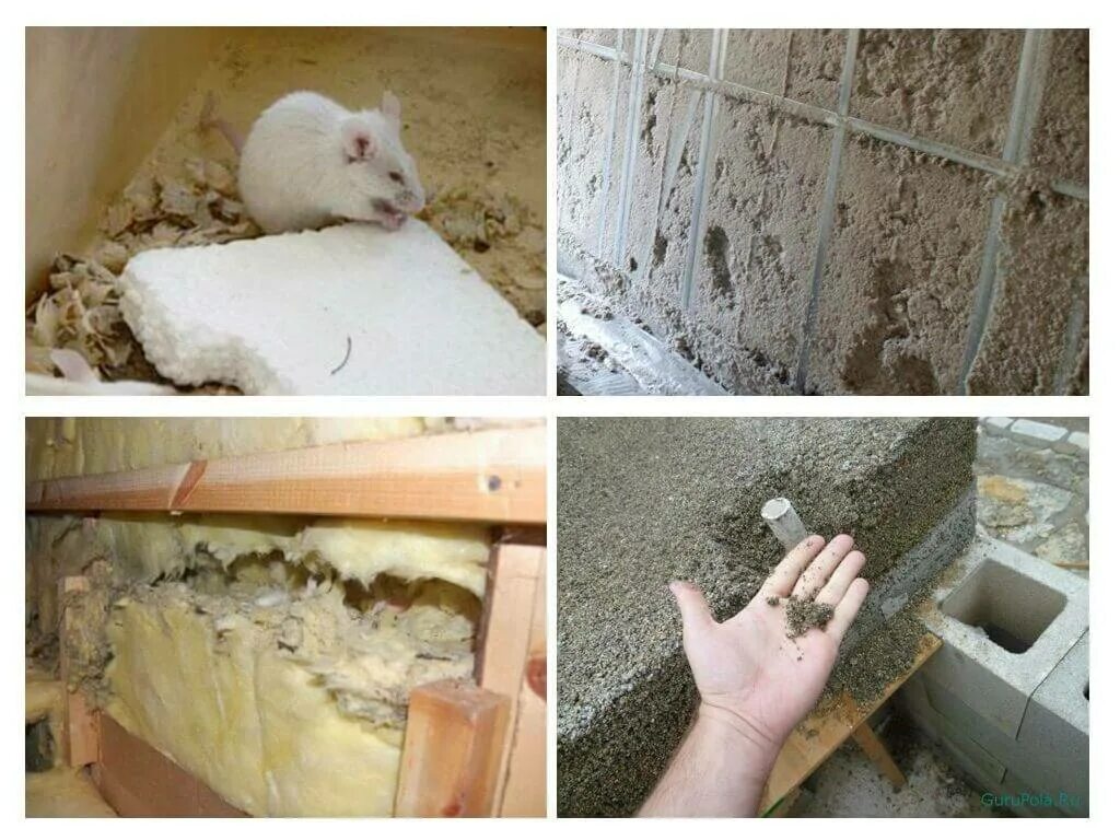 Может ли крыса прогрызть