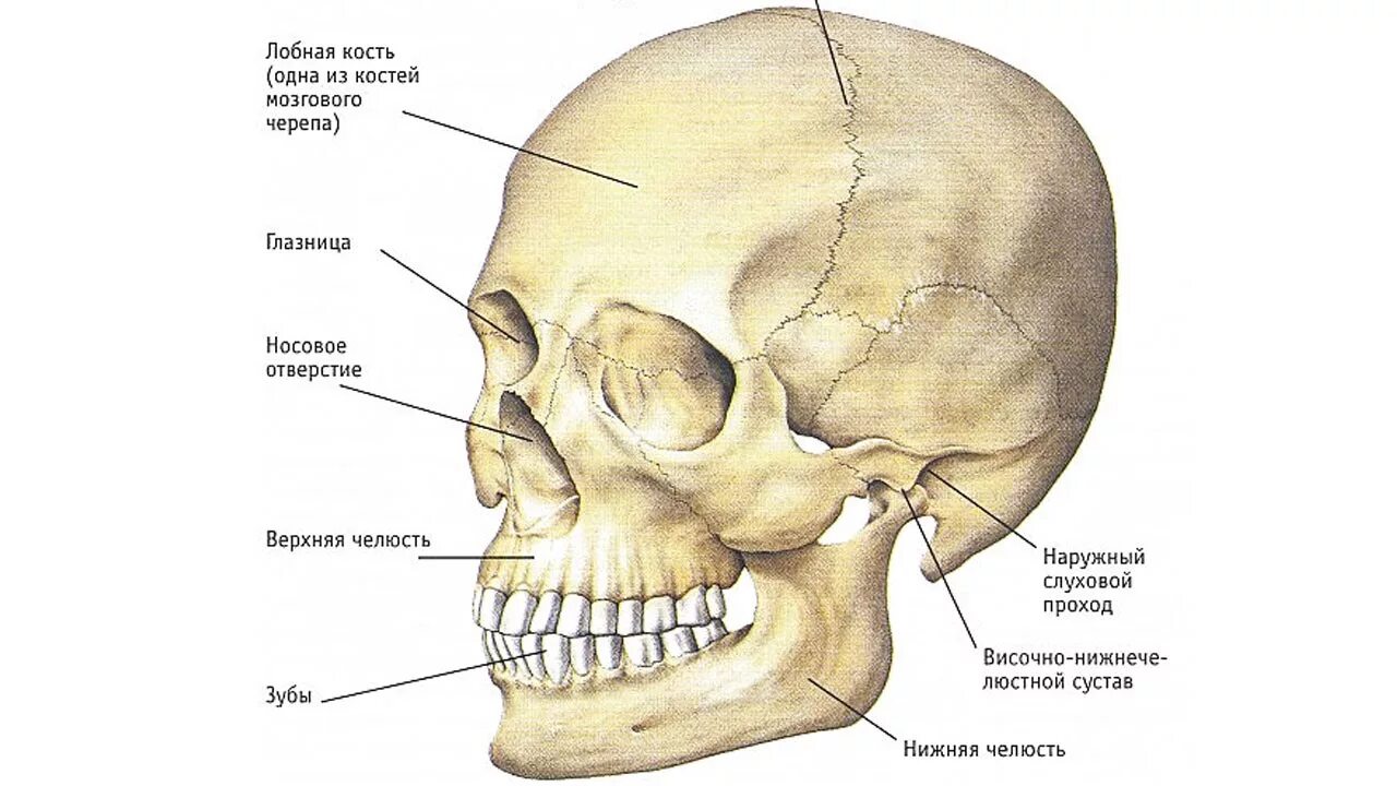 Верхние и нижние каналы. Скелет черепа человека строение. Структура костей черепа человека. Строение черепа человека швы. Строение и соединение костей головы.