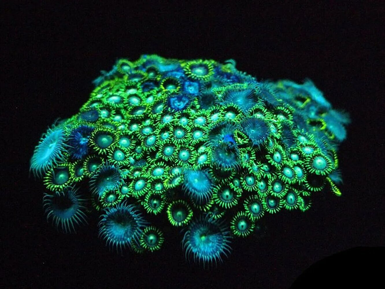 Светящийся орган. Кораллы биолюминесценция. Биолюминесценция бактерий. Биолюминесценция риф. Секреторная биолюминесценция.