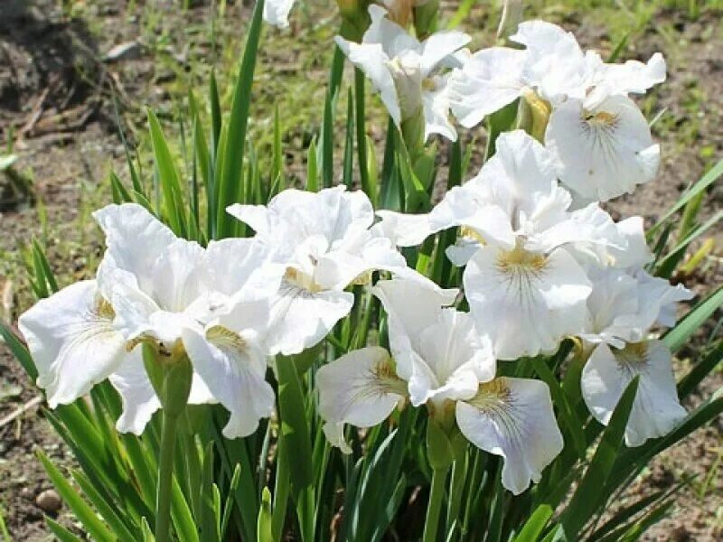 Ирис нота. Ирис сибирский суон ин флайт. Ирис нота. Ирис сибирский нот квайт вайт. Ирис сибирский дабл стандарт.