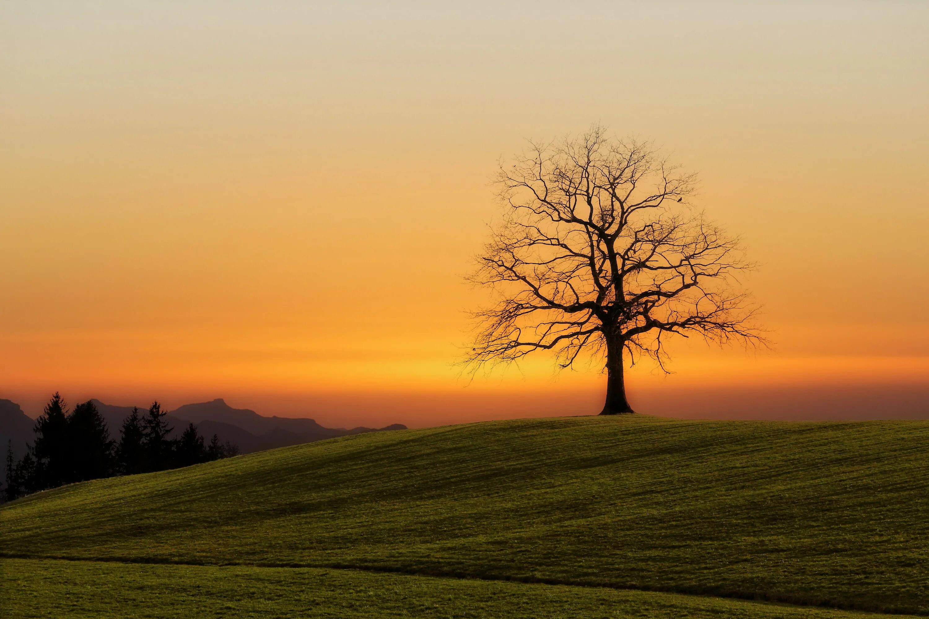 Look at this tree