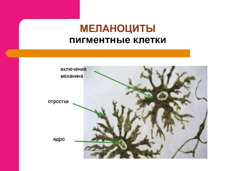 Меланоциты функции. Пигментные клетки. пигментные включения в клетках кожи головастика. пигментные включения в клетках кожи. меланоциты.