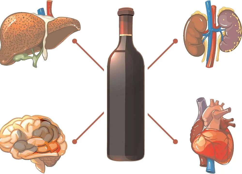 Влияние этанола на органы. Алкогольные эффекты