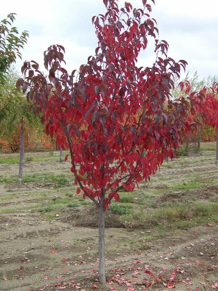 Дерево с красными листьями название