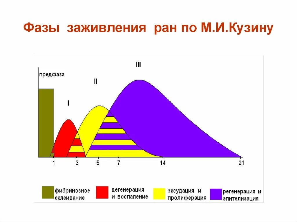 Этапы заживления ран. Фазы процесса заживления РАН. Стадии заживления раневого процесса. Фазы раневого процесса заживления РАН.