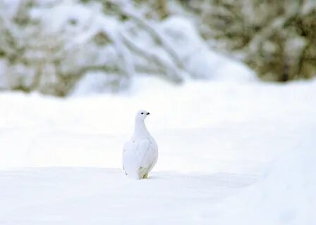 Белая сибирь