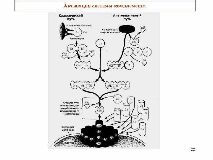 Схема активации комплемента. Активация комплемента схема микробиология. Система комплемента классический путь схема. Система комплемента схема. Классический путь активации комплемента.