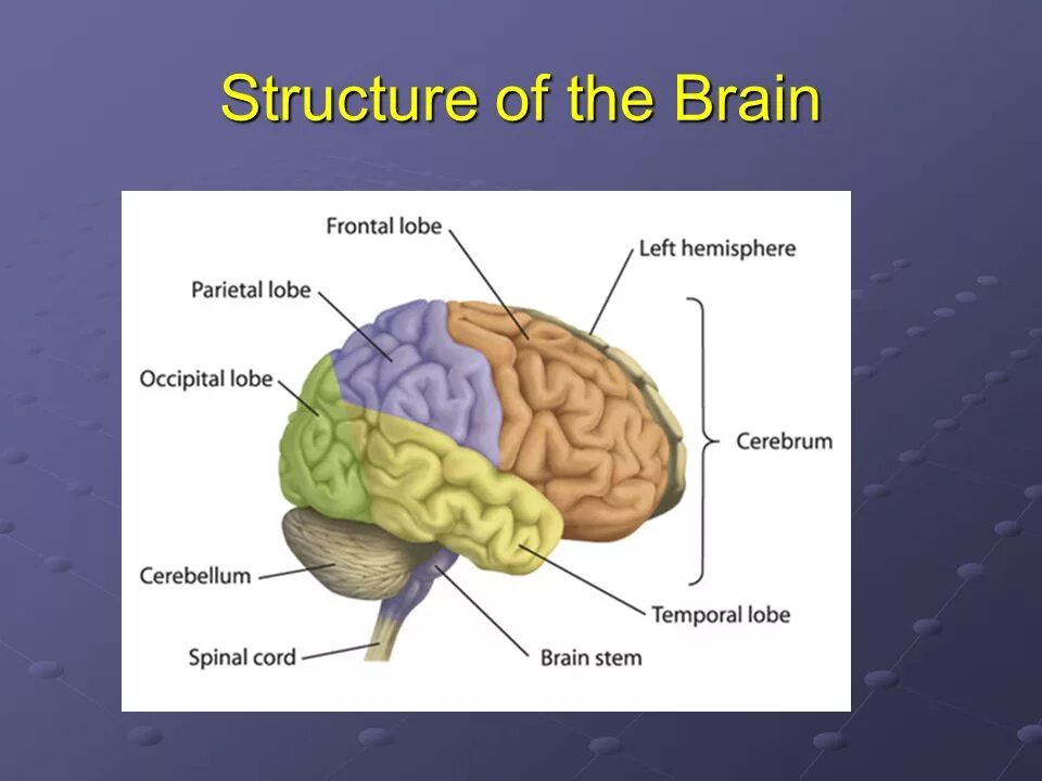 Brain structure. Parts of the Brain. The Parts of the Brain are. Brain scheme.