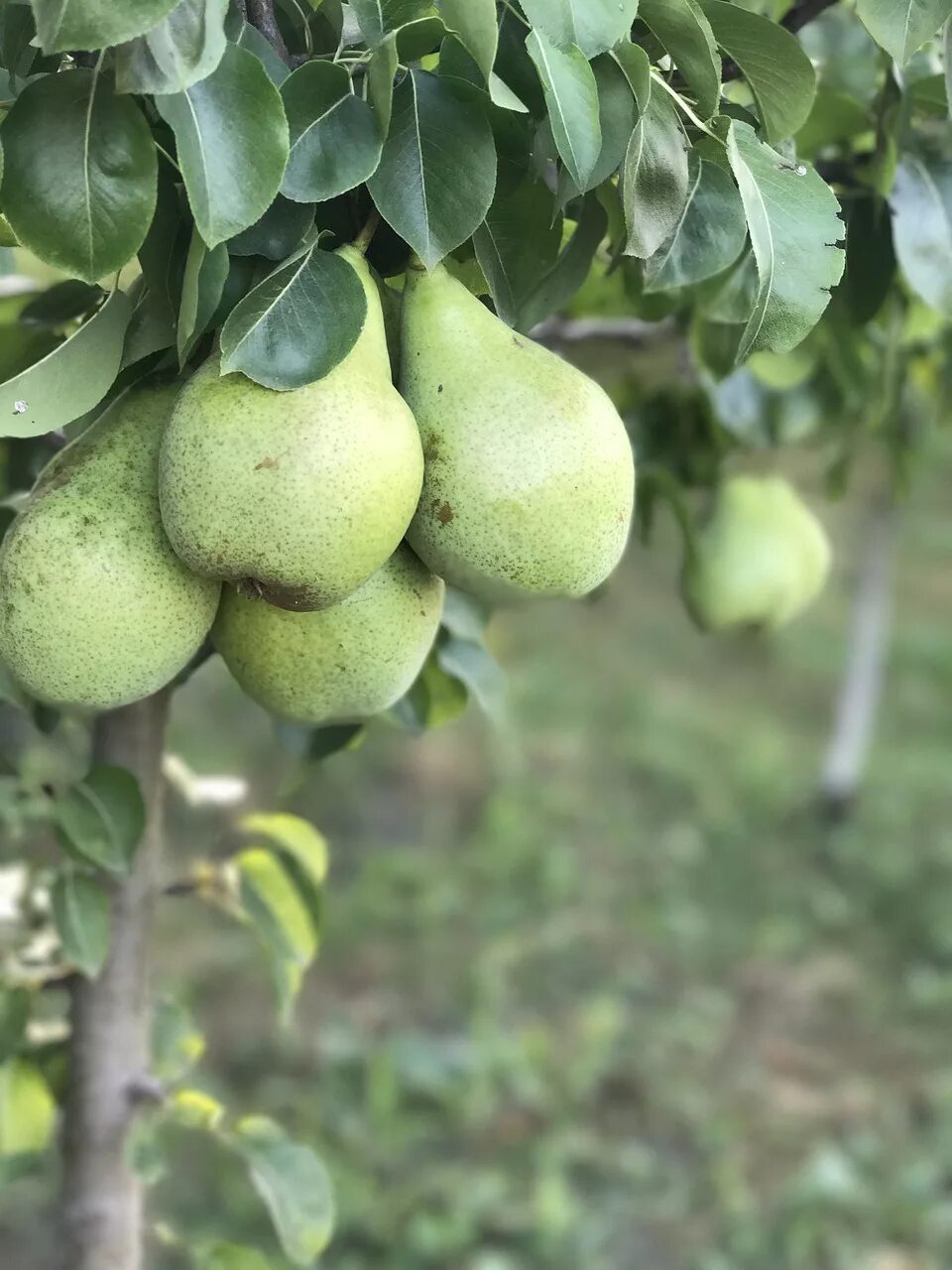 Груша сорт чусовая. Груша муратовская. груша осенняя чусовая. груша чусовая фото.