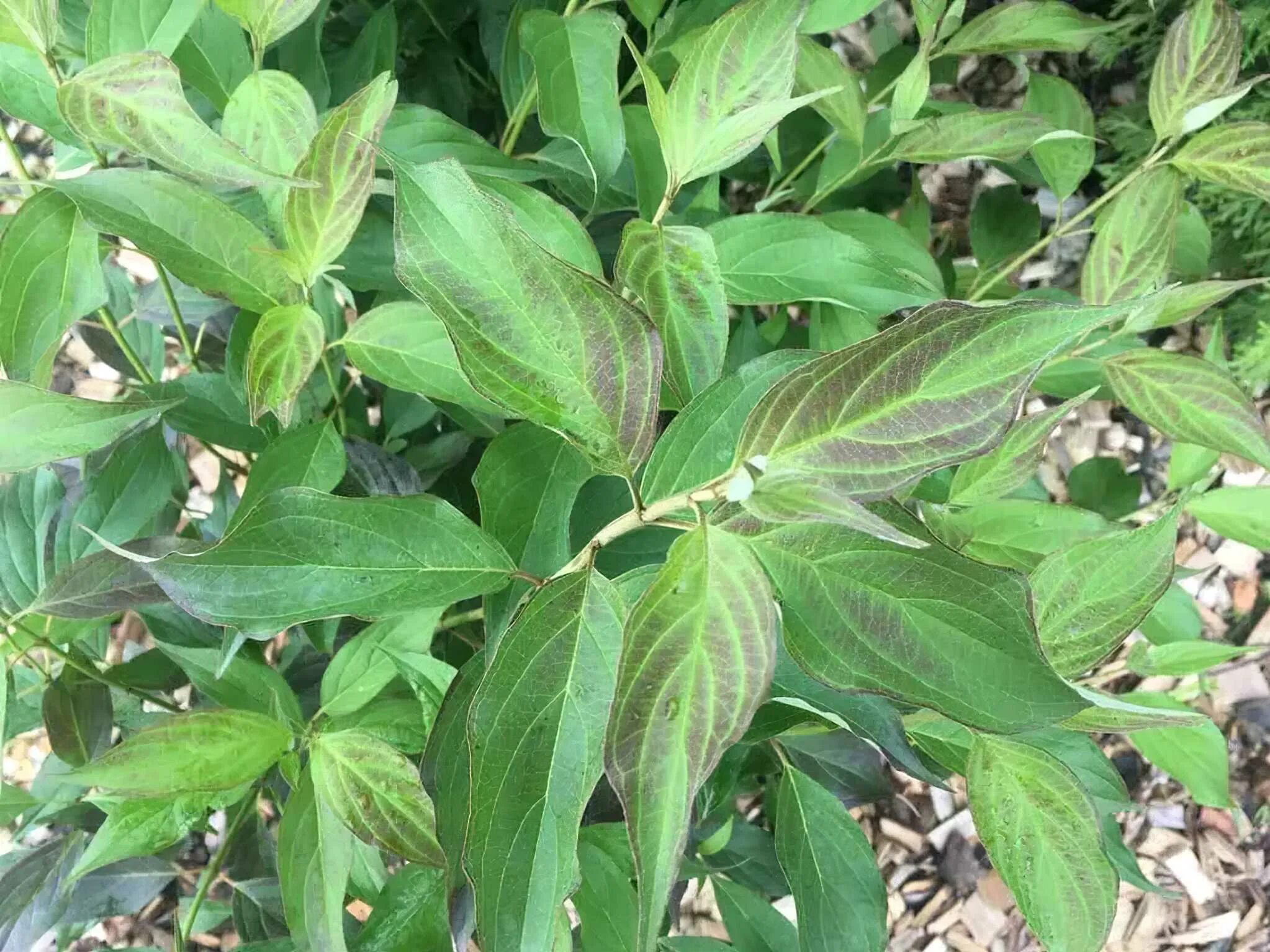Дерен белый (cornus alba `red gnome`). Дерен белый ред гном. Дерен регнзам. Дерен белый (cornus alba `red gnome`). Дерен белый ред гном.