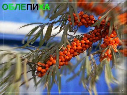 Песня золотая облепиха слушать