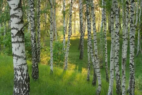 Вдали виднелась небольшая березовая роща