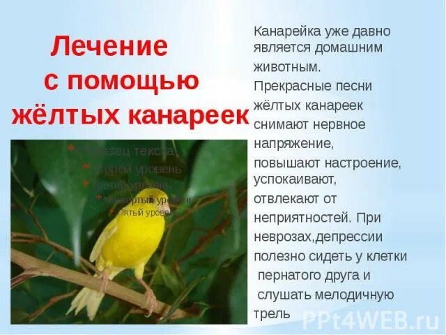 Canary перевод. Сообщение о канарейке. Канарейка загадка для детей. Как канарейка. Канарейка презентация.