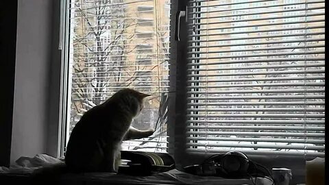 Кот разбил окно