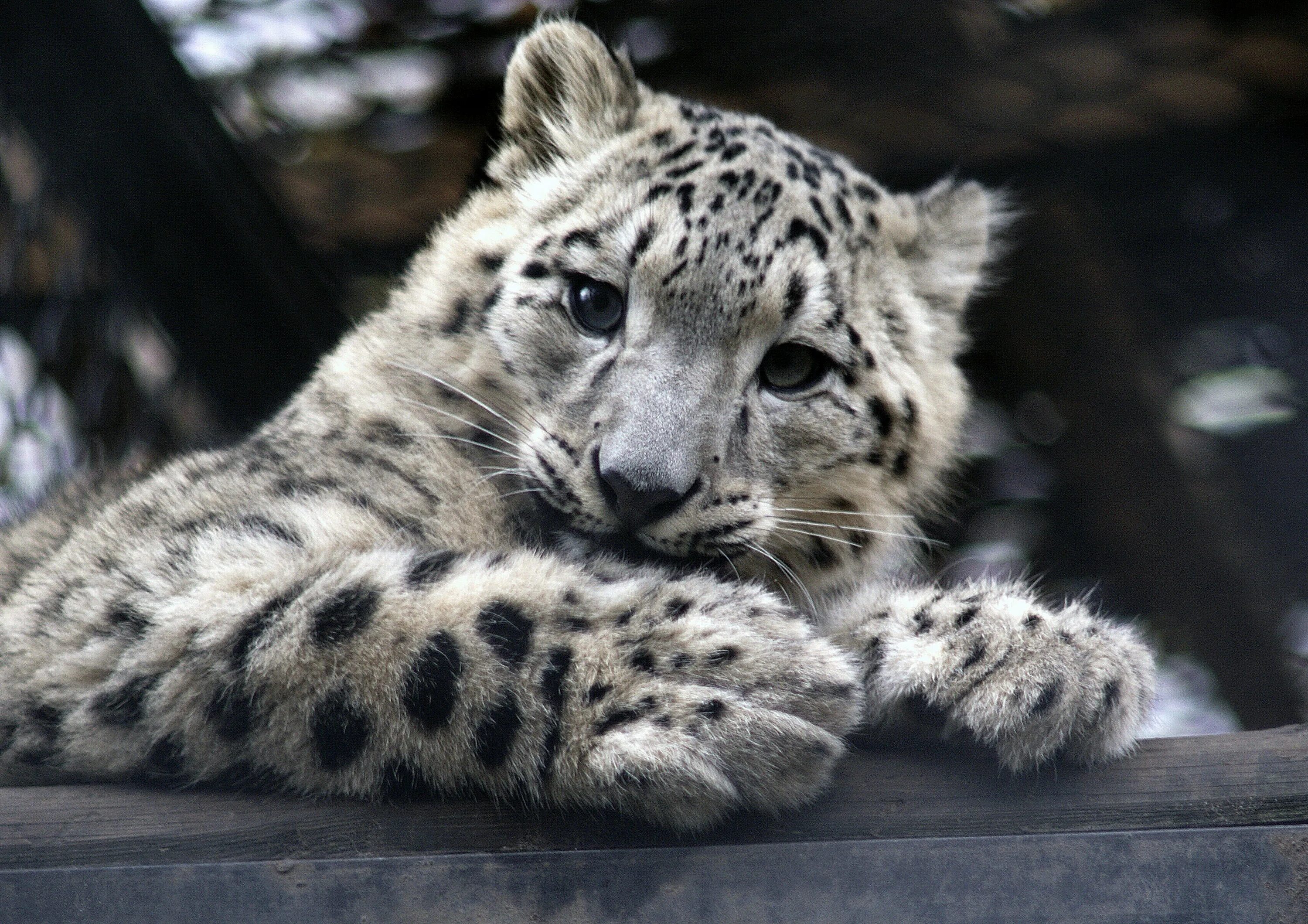 White leopard