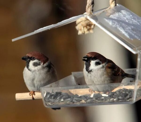 Воробьи в кормушке зимой. Воробей в кормушке. Кормушка для воробьев. Воробей в кормушке. Зимующие птицы на кормушке.