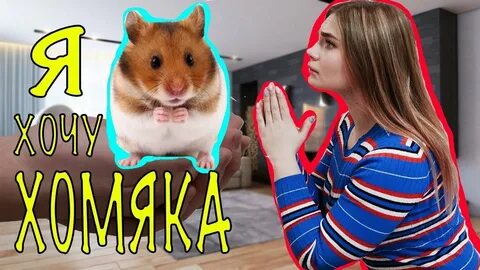Премаркет хомяка байбит