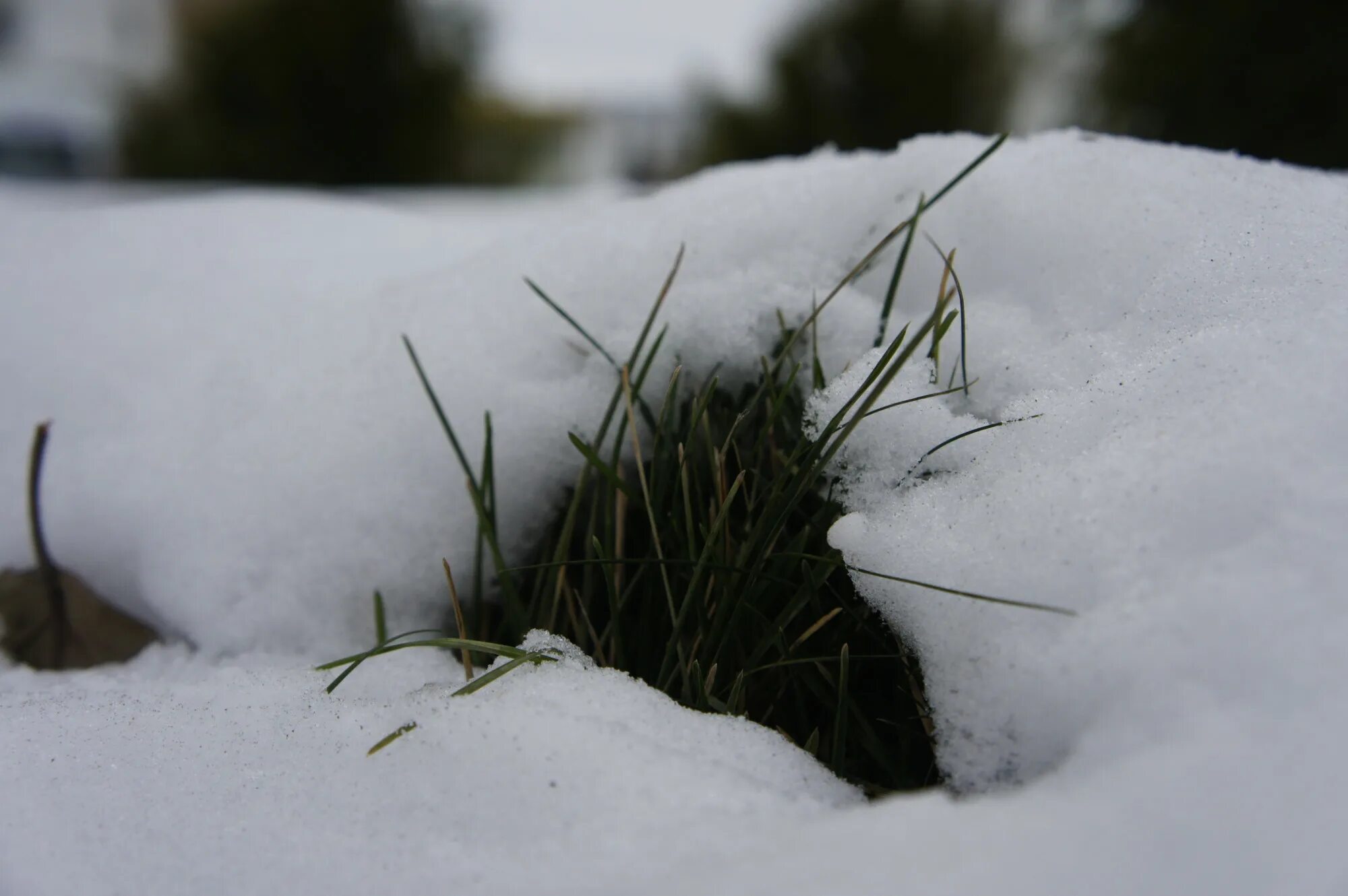 Тихо возится под снегом робкая мышь. Растения под снегом. Трава под снегом. Травинка под снегом. Растения под сугробом.