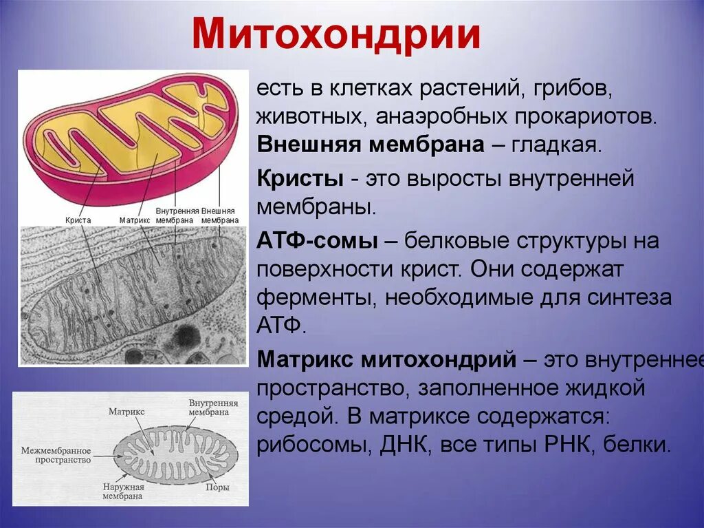 Каковы строение и функции митохондрий. Строение и функции митохондрии клетки. Митохондрии животной клетки и растительной. Строение митохондрии растительной клетки. Функции митохондрии в растительной клетке.