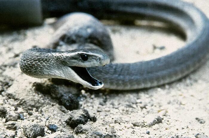 Змея аспидов 5. Чёрная мамба змея. Ядовитая змея черная мамба. Антигуанский альсофис змея. Яд черной мамбы.