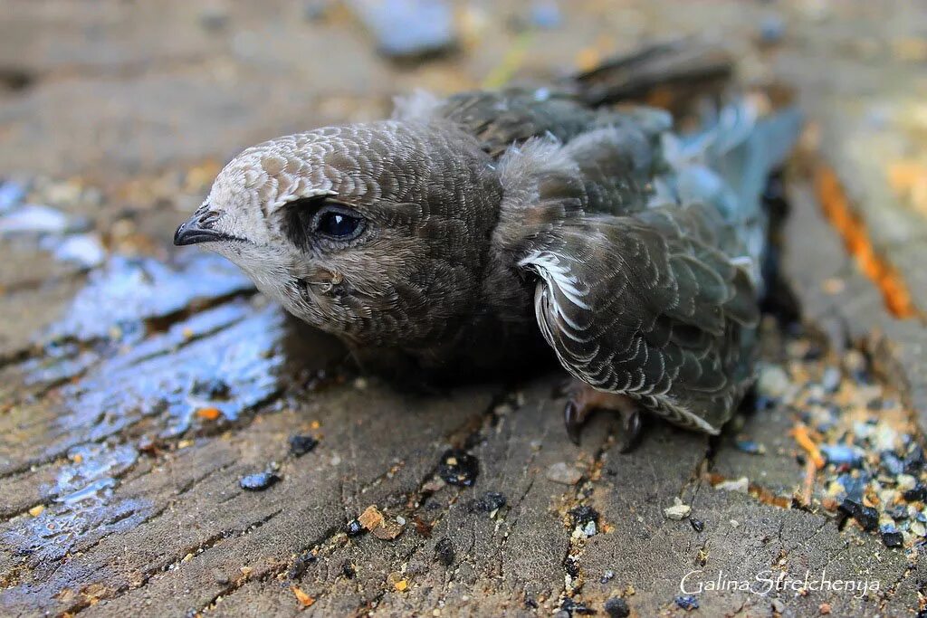 птенец стрижа слеток. слеток стрижа. птенец стрижа. слеток стрижа. птенец черного стрижа.