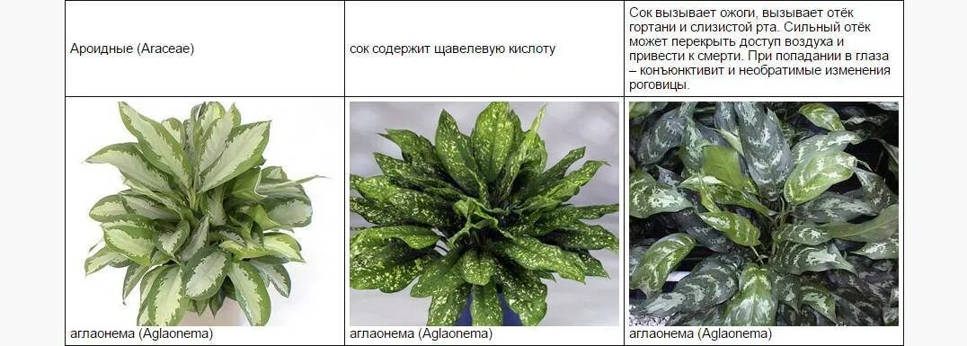 Смертельно опасный цветок для кошек. Ядовитые цветы комнатные. Ядовитые комнатные растения для кошек. Список ядовитых комнатных растений. Домашние цветы ядовитые для кошек.